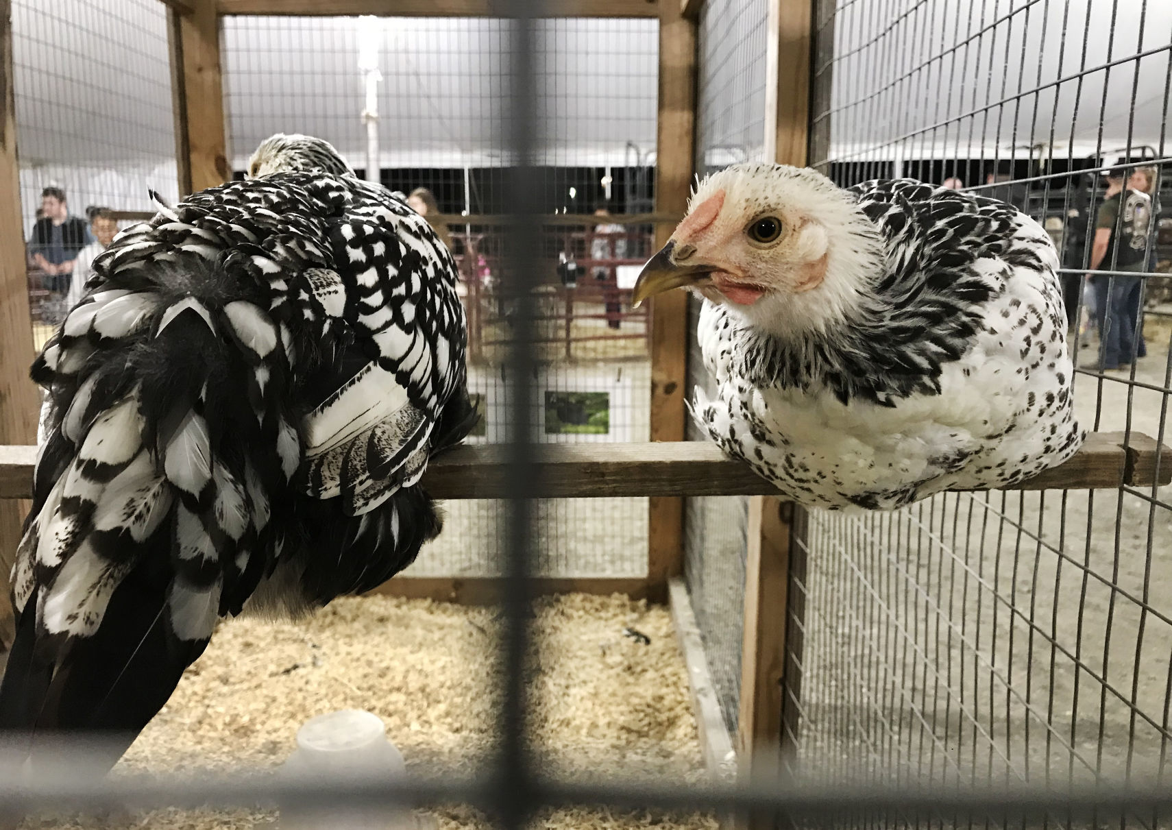 State Fair_JW15